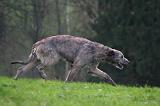 IRISH WOLFHOUND 305